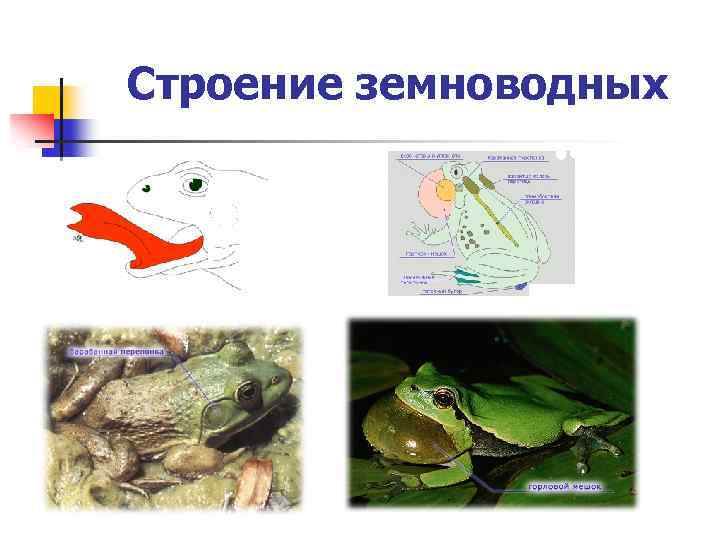 Строение земноводных 
