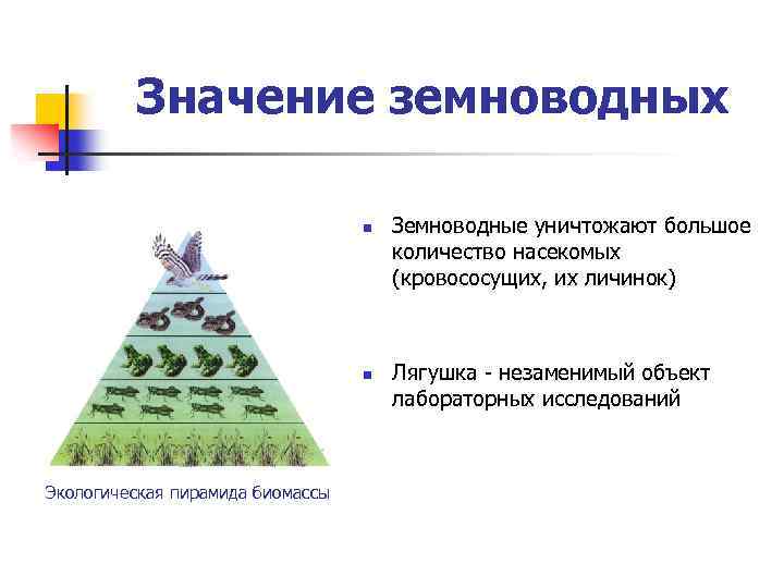 Значение земноводных n n Экологическая пирамида биомассы Земноводные уничтожают большое количество насекомых (кровососущих, их