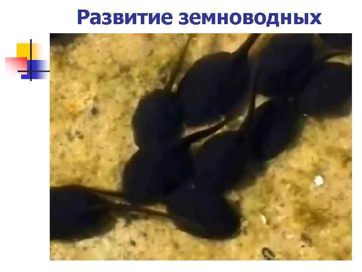 Развитие земноводных 