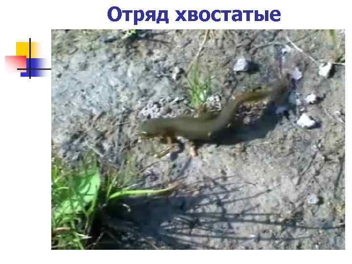 Отряд хвостатые 