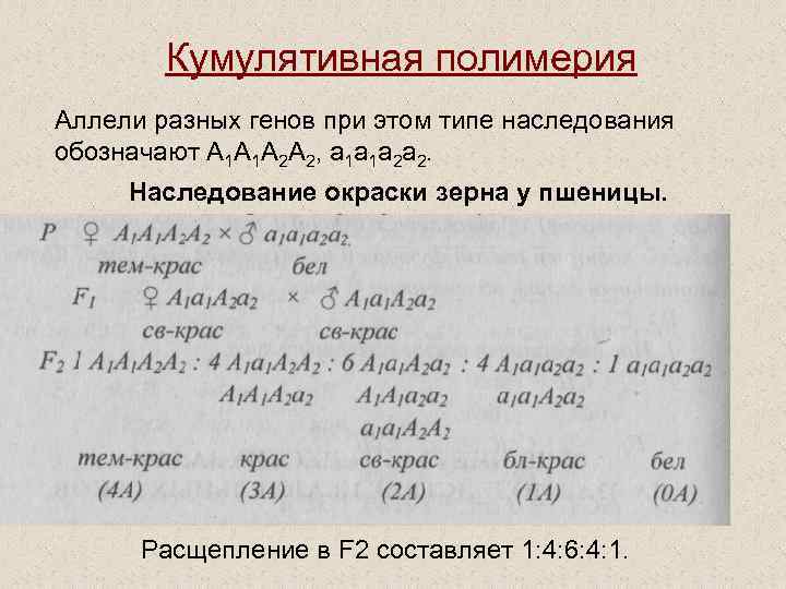 Кумулятивная полимерия Аллели разных генов при этом типе наследования обозначают А 1 А 1