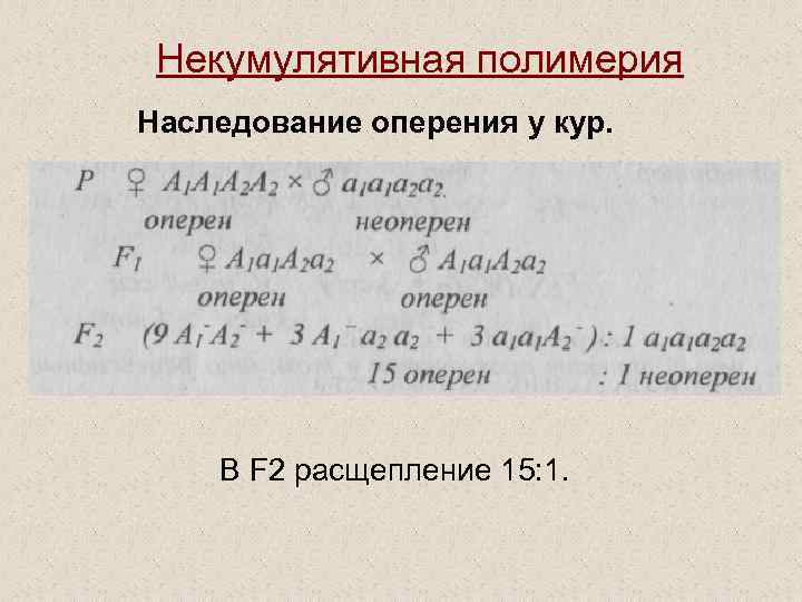 Некумулятивная полимерия Наследование оперения у кур. В F 2 расщепление 15: 1. 