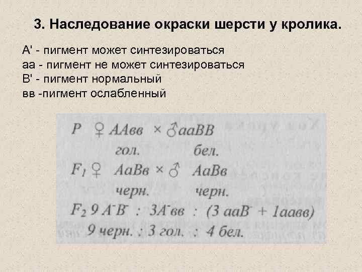 3. Наследование окраски шерсти у кролика. А' - пигмент может синтезироваться аа - пигмент