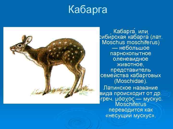 Сделайте описание кабарги по следующему плану