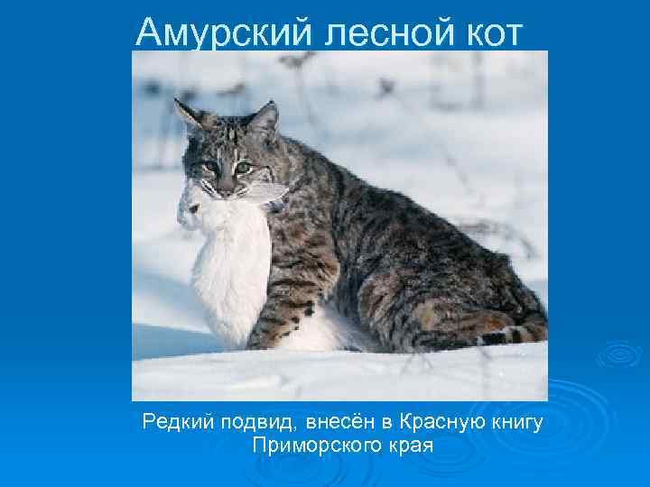 Амурский лесной кот Редкий подвид, внесён в Красную книгу Приморского края 