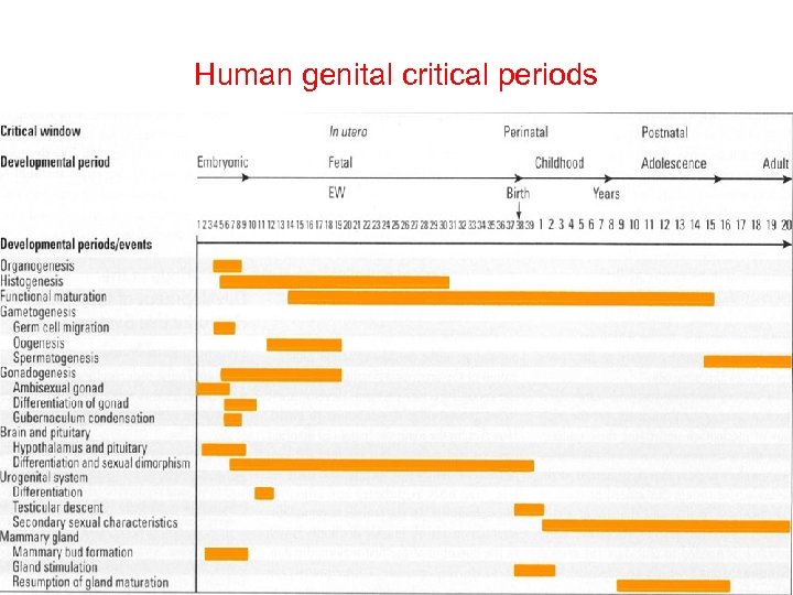 Human genital critical periods 