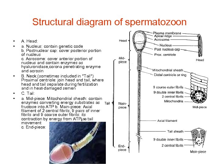 Structural diagram of spermatozoon • • • A. Head: a. Nucleus: contain genetic code