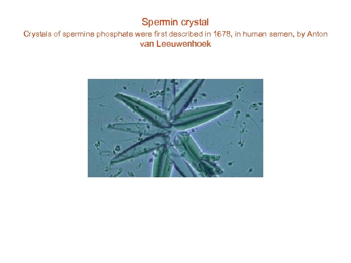 Spermin crystal Crystals of spermine phosphate were first described in 1678, in human semen,