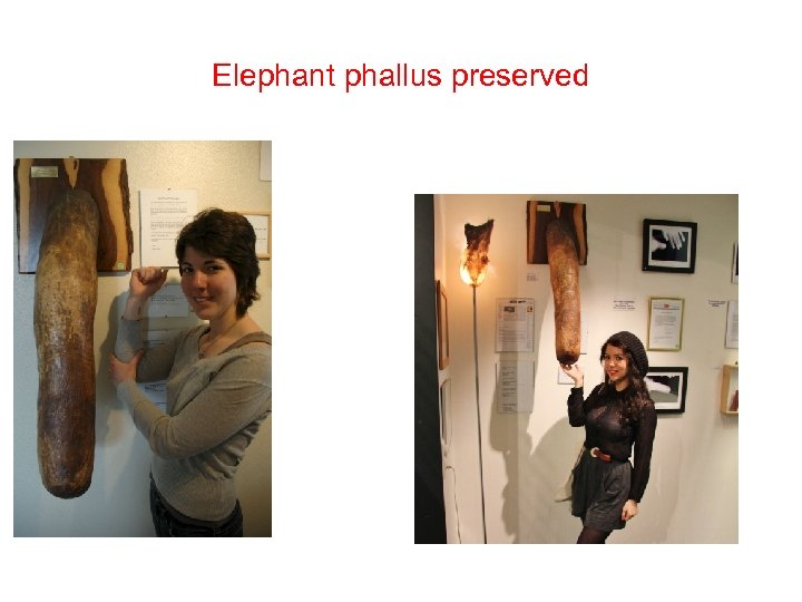Elephant phallus preserved 
