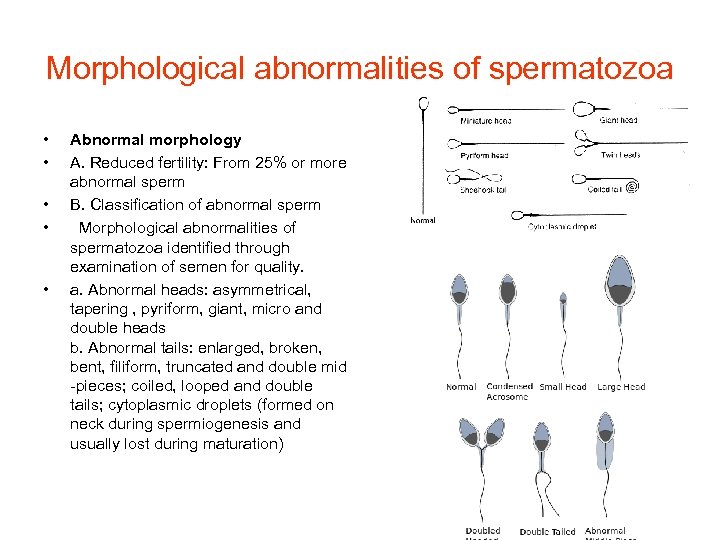 Semen Analysis Part I Semen Collection Fertility