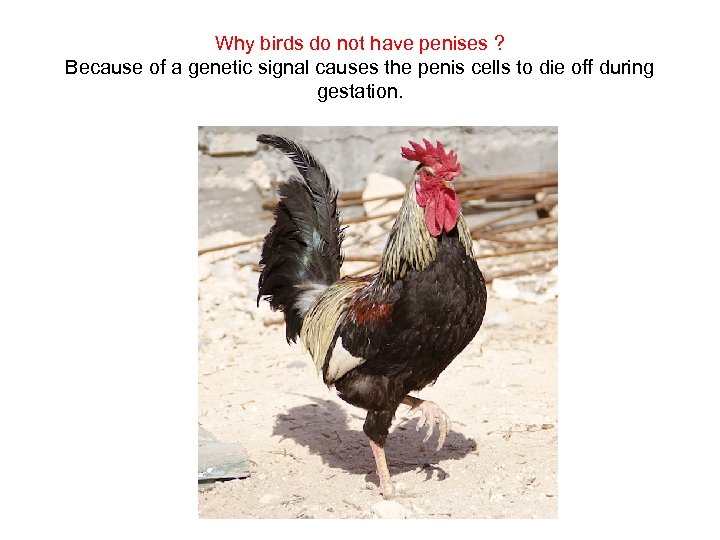 Why birds do not have penises ? Because of a genetic signal causes the