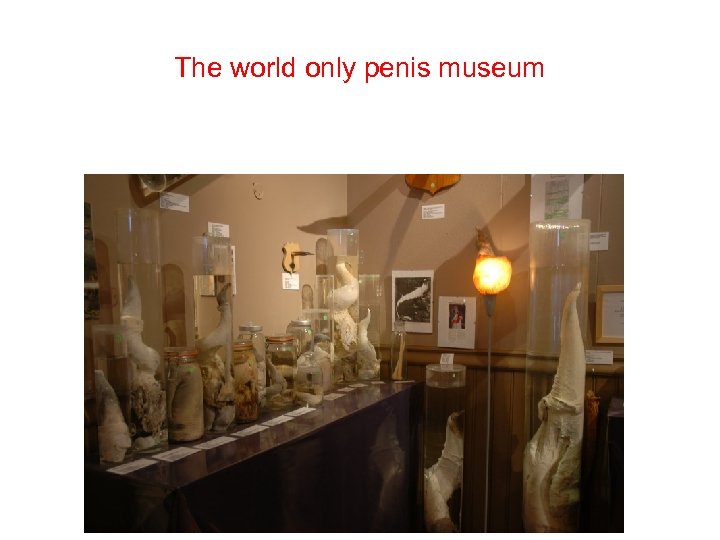 The world only penis museum 
