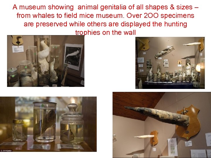 A museum showing animal genitalia of all shapes & sizes – from whales to