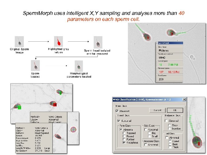 Sperm. Morph uses intelligent X, Y sampling and analyses more than 40 parameters on