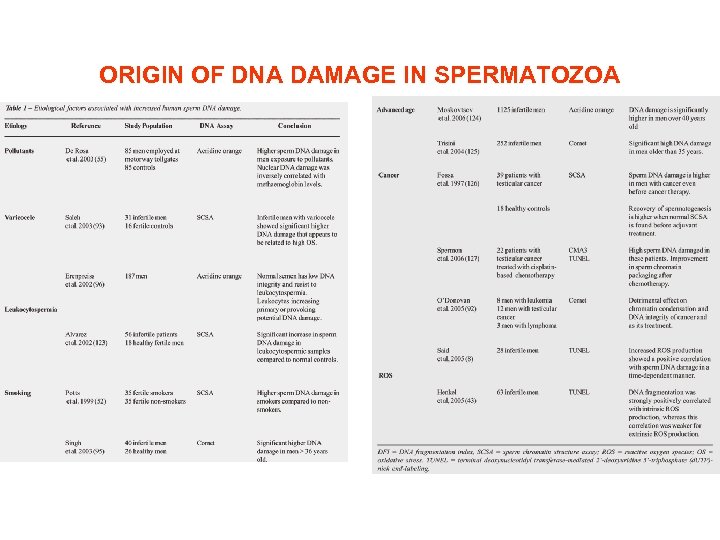 ORIGIN OF DNA DAMAGE IN SPERMATOZOA 