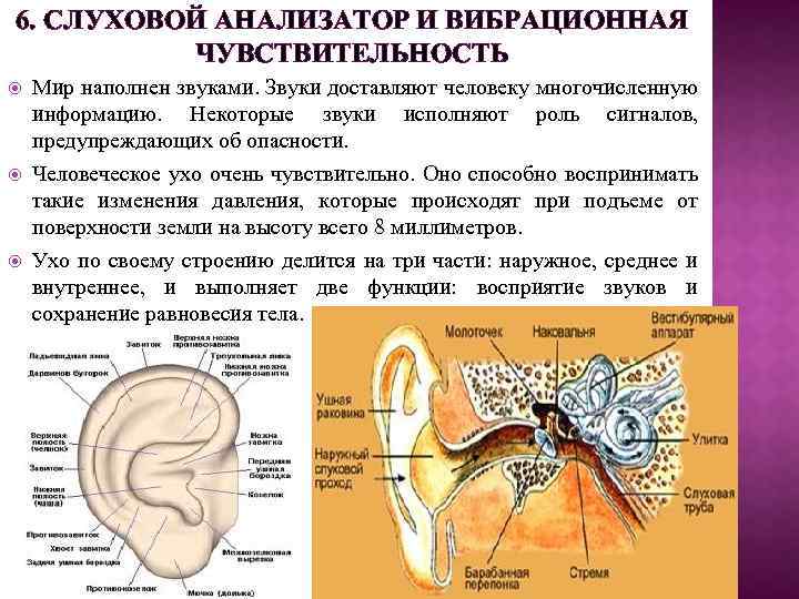 6. СЛУХОВОЙ АНАЛИЗАТОР И ВИБРАЦИОННАЯ ЧУВСТВИТЕЛЬНОСТЬ Мир наполнен звуками. Звуки доставляют человеку многочисленную информацию.
