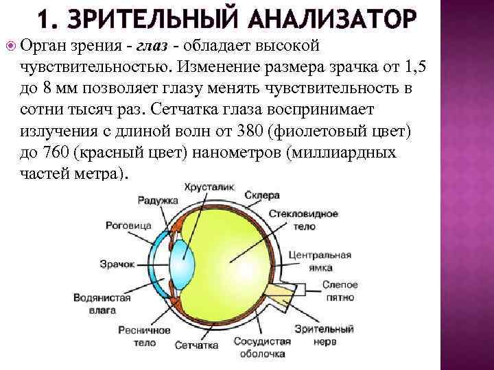 1. ЗРИТЕЛЬНЫЙ АНАЛИЗАТОР Орган зрения - глаз - обладает высокой чувствительностью. Изменение размера зрачка