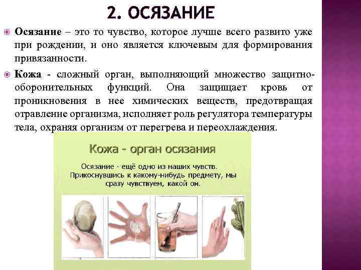 2. ОСЯЗАНИЕ Осязание – это то чувство, которое лучше всего развито уже при рождении,