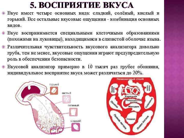5. ВОСПРИЯТИЕ ВКУСА Вкус имеет четыре основных вида: сладкий, солёный, кислый и горький. Все