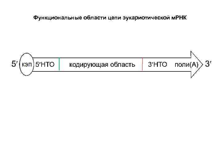 Функциональные области цепи эукариотической м. РНК 