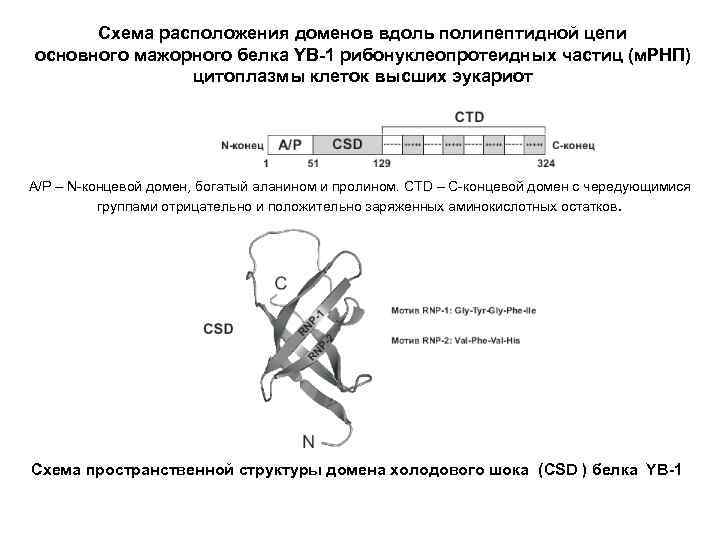 Схема расположения доменов вдоль полипептидной цепи основного мажорного белка YB-1 рибонуклеопротеидных частиц (м. РНП)
