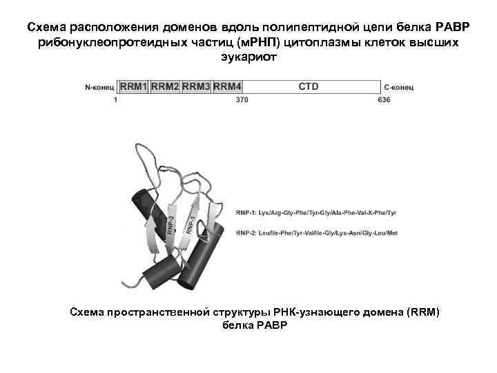 Схема расположения доменов вдоль полипептидной цепи белка PABP рибонуклеопротеидных частиц (м. РНП) цитоплазмы клеток