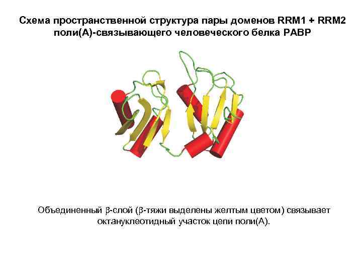 Схема пространственной структура пары доменов RRМ 1 + RRM 2 поли(А)-связывающего человеческого белка PABP