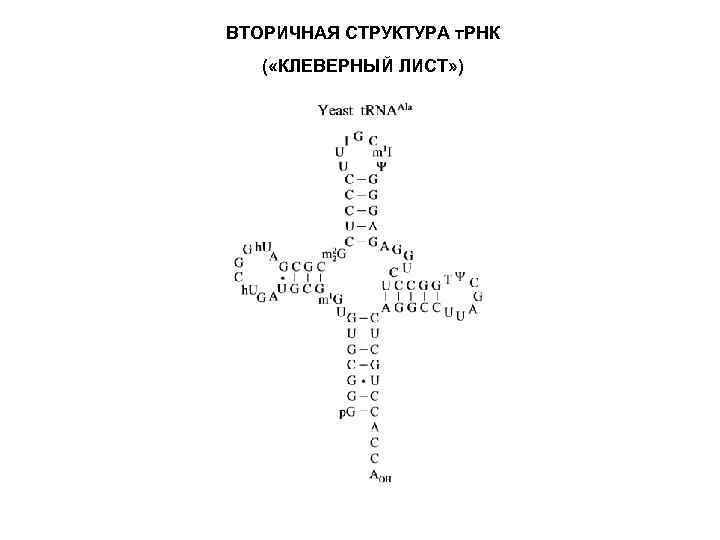 ВТОРИЧНАЯ СТРУКТУРА т. РНК ( «КЛЕВЕРНЫЙ ЛИСТ» ) 