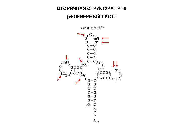 ВТОРИЧНАЯ СТРУКТУРА т. РНК ( «КЛЕВЕРНЫЙ ЛИСТ» 