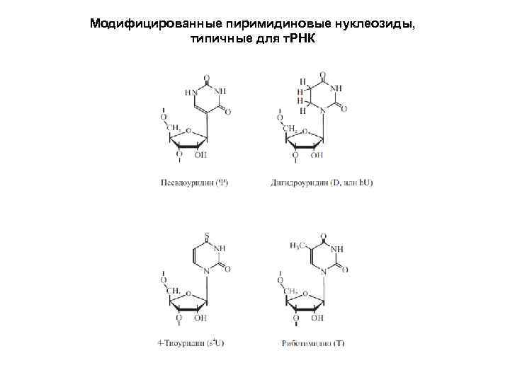 Модифицированные пиримидиновые нуклеозиды, типичные для т. РНК 