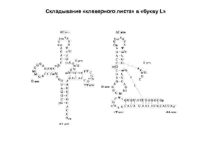 Складывание «клеверного листа» в «букву L» 