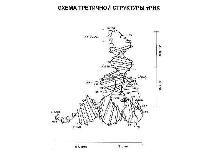 СХЕМА ТРЕТИЧНОЙ СТРУКТУРЫ т. РНК 