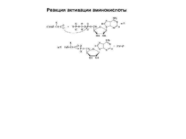 Реакция активации аминокислоты 
