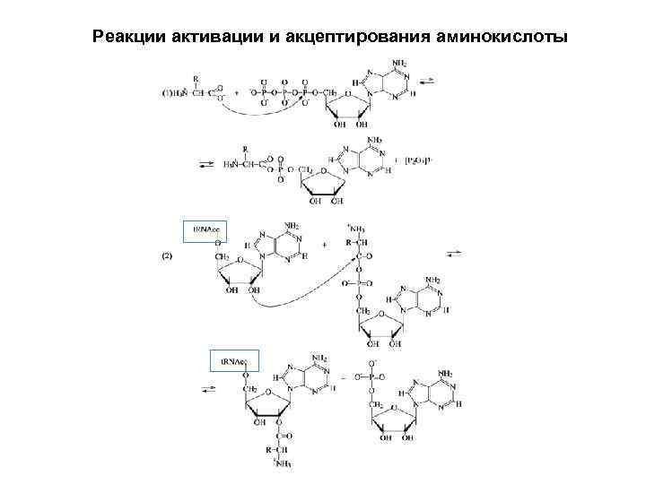 Реакции активации и акцептирования аминокислоты 