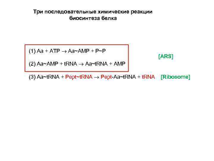 Три последовательные химические реакции биосинтеза белка (1) Aa + ATP Aa~AMP + P~P [ARS]