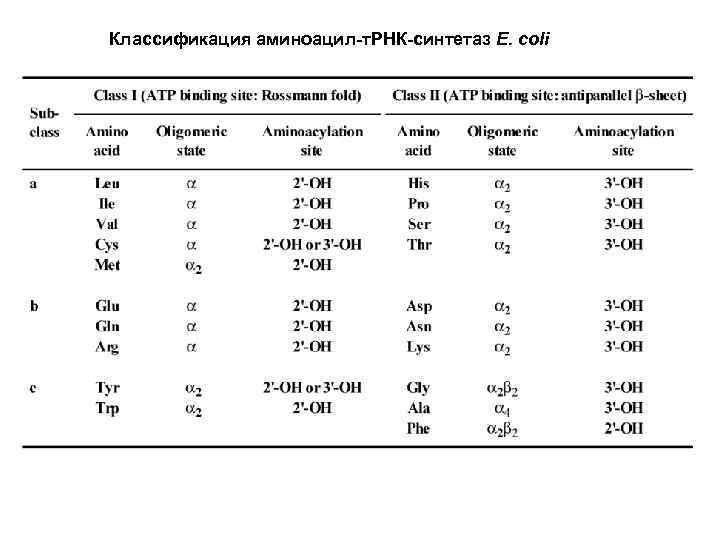 Классификация аминоацил-т. РНК-синтетаз E. coli 