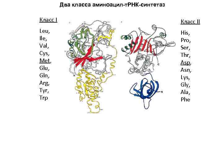 Два класса аминоацил-т. РНК-синтетаз Класс II Leu, Ile, Val, Cys, Met, Glu, Gln, Arg,