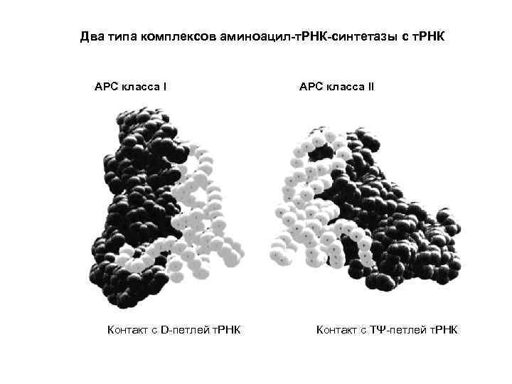 Два типа комплексов аминоацил-т. РНК-синтетазы с т. РНК АРС класса I Контакт с D-петлей