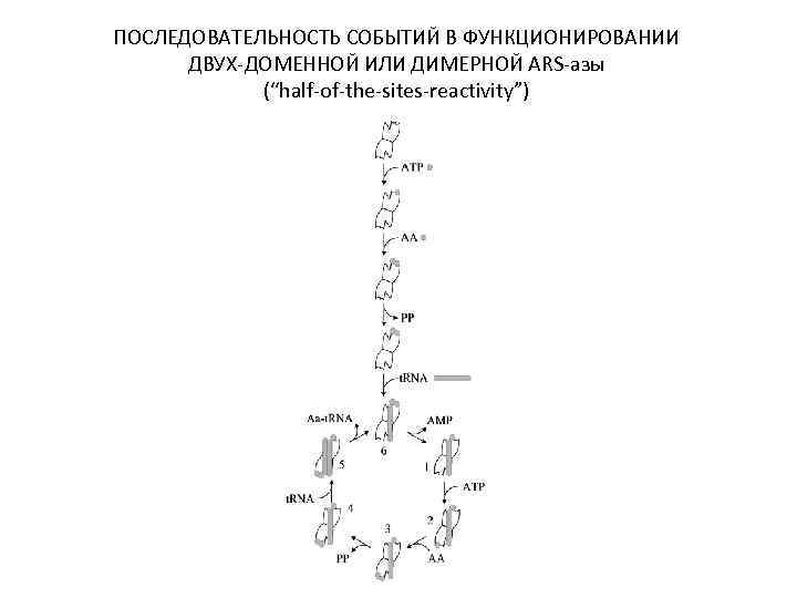 ПОСЛЕДОВАТЕЛЬНОСТЬ СОБЫТИЙ В ФУНКЦИОНИРОВАНИИ ДВУХ-ДОМЕННОЙ ИЛИ ДИМЕРНОЙ ARS-азы (“half-of-the-sites-reactivity”) 