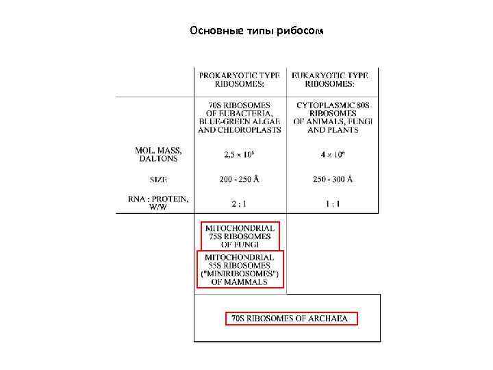 Основные типы рибосом 