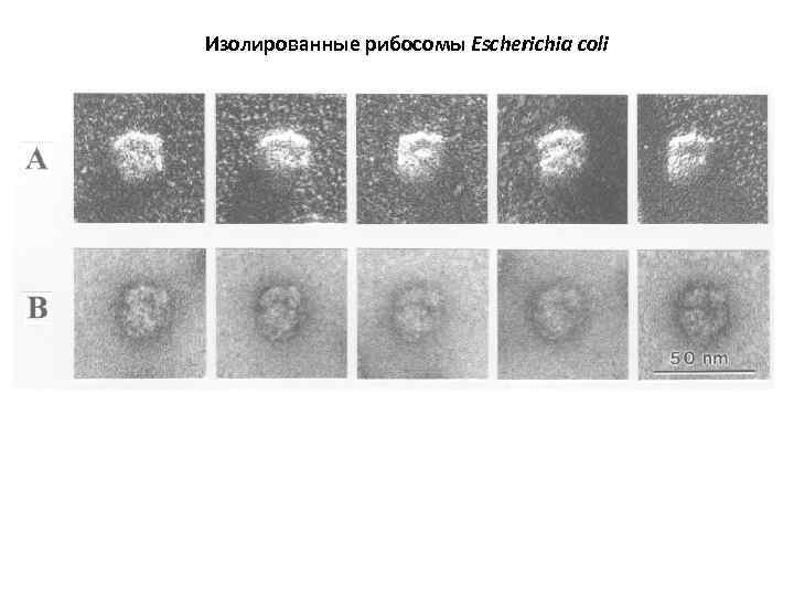 Изолированные рибосомы Escherichia coli 