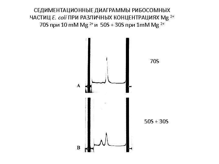 СЕДИМЕНТАЦИОННЫЕ ДИАГРАММЫ РИБОСОМНЫХ ЧАСТИЦ E. coli ПРИ РАЗЛИЧНЫХ КОНЦЕНТРАЦИЯХ Mg 2+ 70 S при