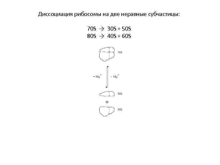 Диссоциация рибосомы на две неравные субчастицы: 70 S → 30 S + 50 S