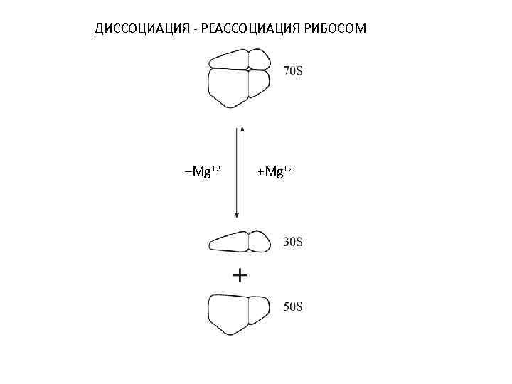 ДИССОЦИАЦИЯ - РЕАССОЦИАЦИЯ РИБОСОМ –Mg+2 +Mg –Mg+2+2 