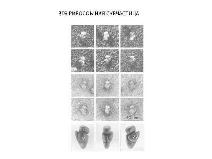 30 S РИБОСОМНАЯ СУБЧАСТИЦА 