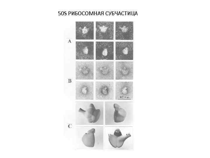 50 S РИБОСОМНАЯ СУБЧАСТИЦА 