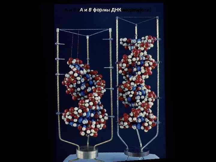 А и В формы ДНКмодели) А и В формы ДНК (атомные модели) А форма
