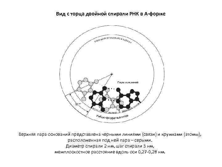 Вид с торца двойной спирали РНК в А-форме Верхняя пара оснований представлена черными линиями