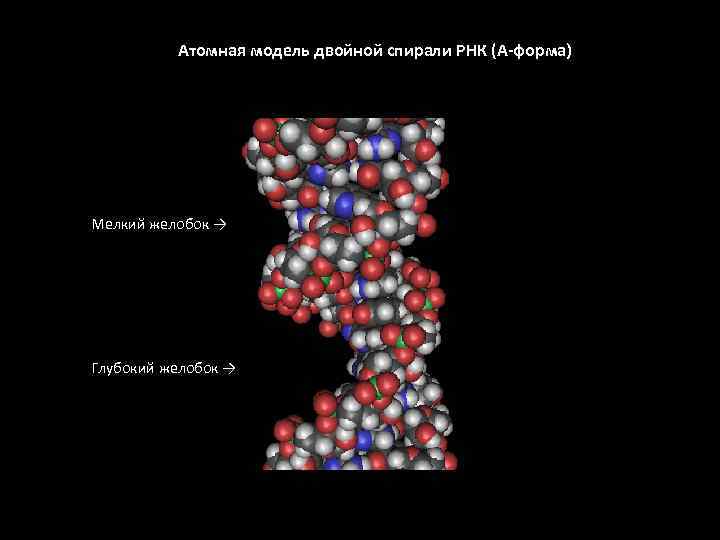 Атомная модель двойной спирали РНК (А-форма) Мелкий желобок → Глубокий желобок → 