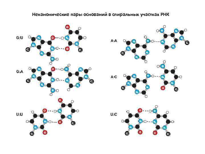 Неканонические пары оснований в спиральных участках РНК 